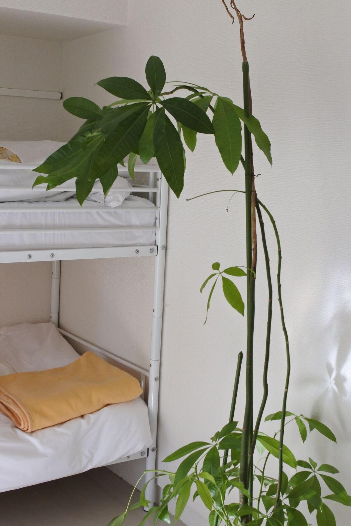 Kagoshima Guest House M104 - Hostel Exterior photo